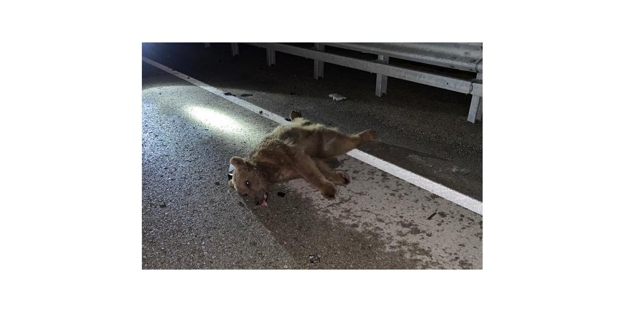 Otomobilin çarptığı ayı telef oldu