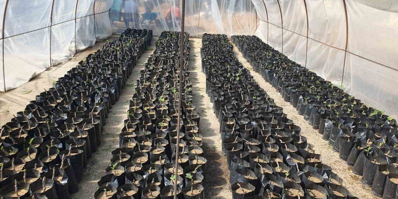 Nazilli Belediyesi fidan üretim tesisi ile milli tarım hamlesini güçlendiriyor