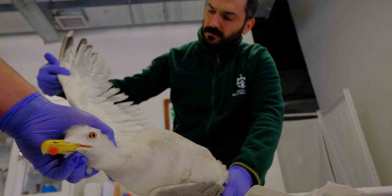 Yaralı martının imdadına yetiştiler