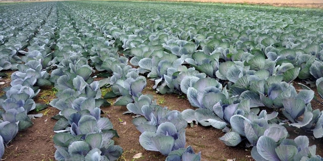 Sebze ve meyveyi Samsun üretiyor, Türkiye tüketiyor