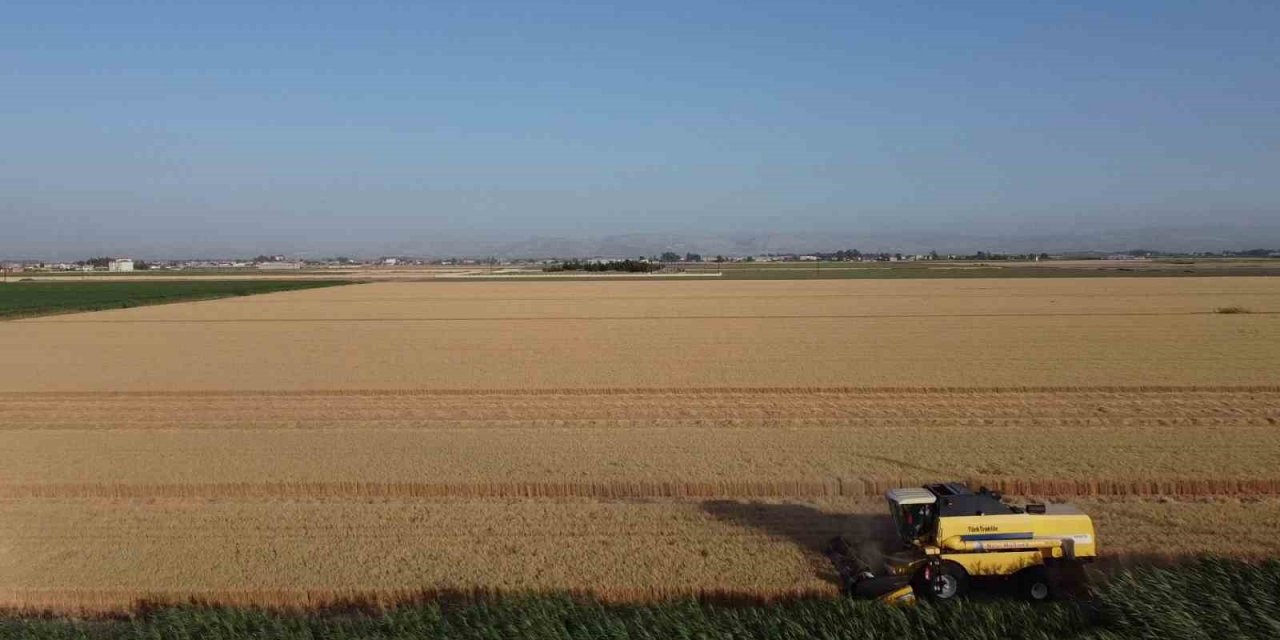 Depremin vurduğu Hatay Amik Ovası’nda buğday hasadı başladı