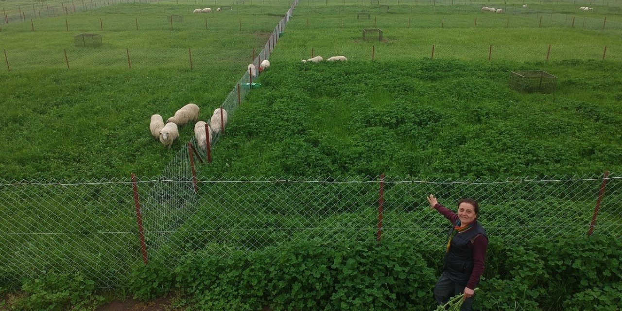 Akademisyenlerden kaliteli ve ucuz et üretimi için proje