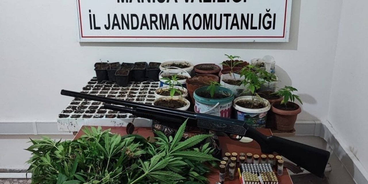 Saruhanlı’da 403 kök kenevir ele geçirildi