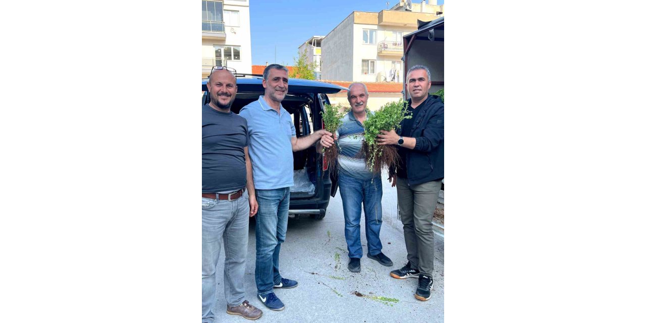 Efeler, artık kekik kokacak