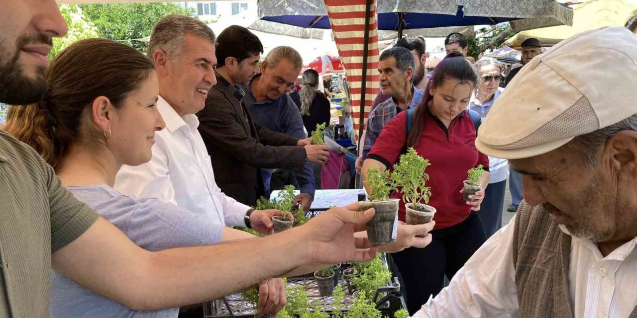 Doğal sivrisinek kovar fesleğenler yoğun ilgi gördü