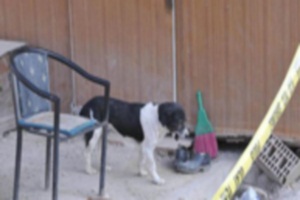Sadık köpek ölen sahibini terk etmedi