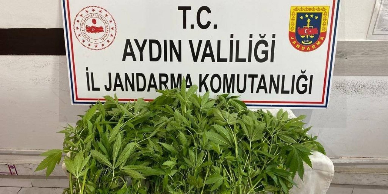 Jandarmanın yasadışı kenevir ekimi ile mücadelesi sürüyor