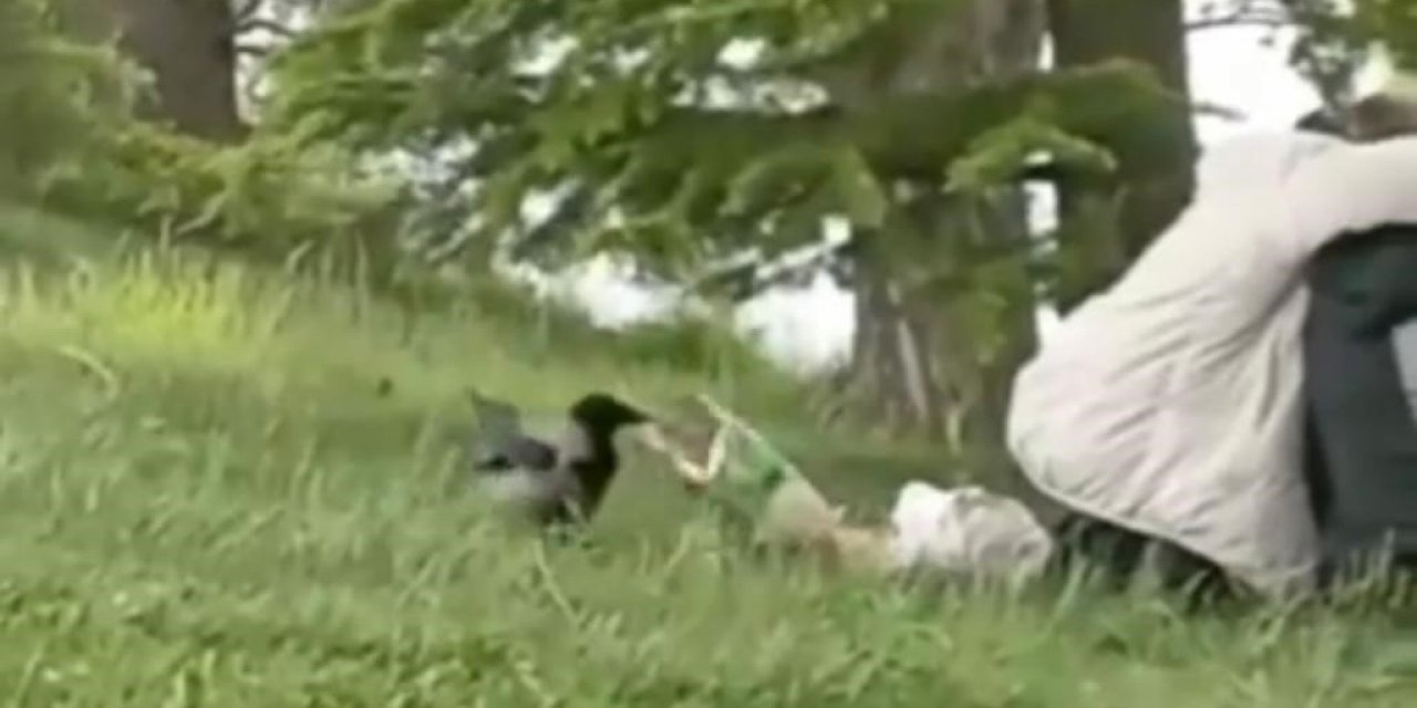 ‘Hırsız Karga’ parkta oturan gençlerin cipsini çaldı
