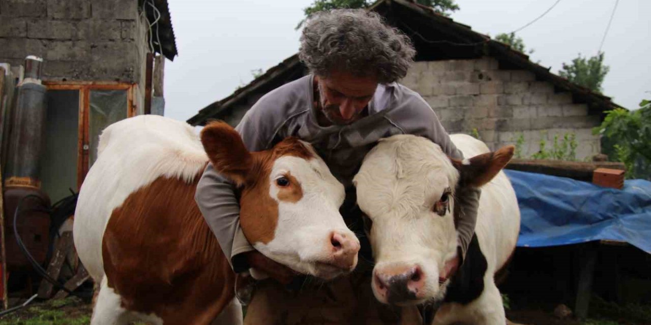 12 yıllık melezleme çalışmasında yeni bir tür büyükbaş hayvan elde etmeyi başardı