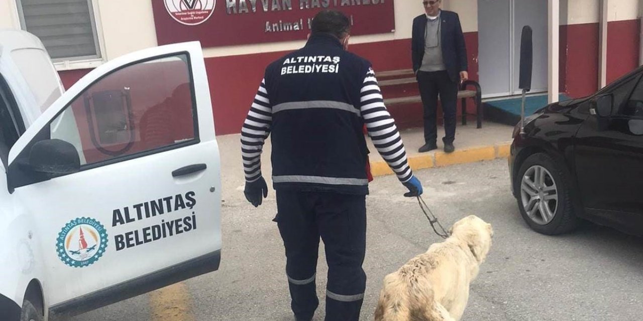 Altıntaş Belediyesi yarlı köpeği tedavi ettirdi