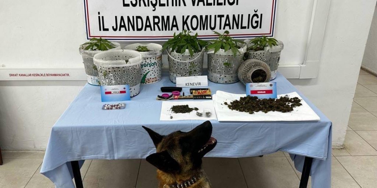 Uyuşturucu madde yetiştiren şahıslar Jandarma köpeği Akça’dan kaçamadı