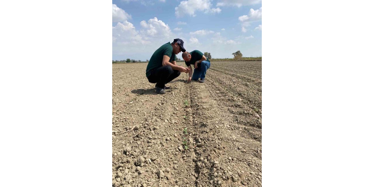 Aydın’da ‘beyaz altın’ için sahaya indiler