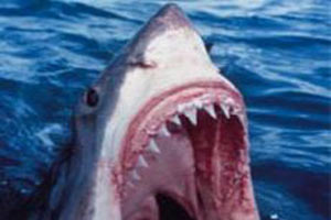 Köpek balığı saldırıları İsrail'in işi!