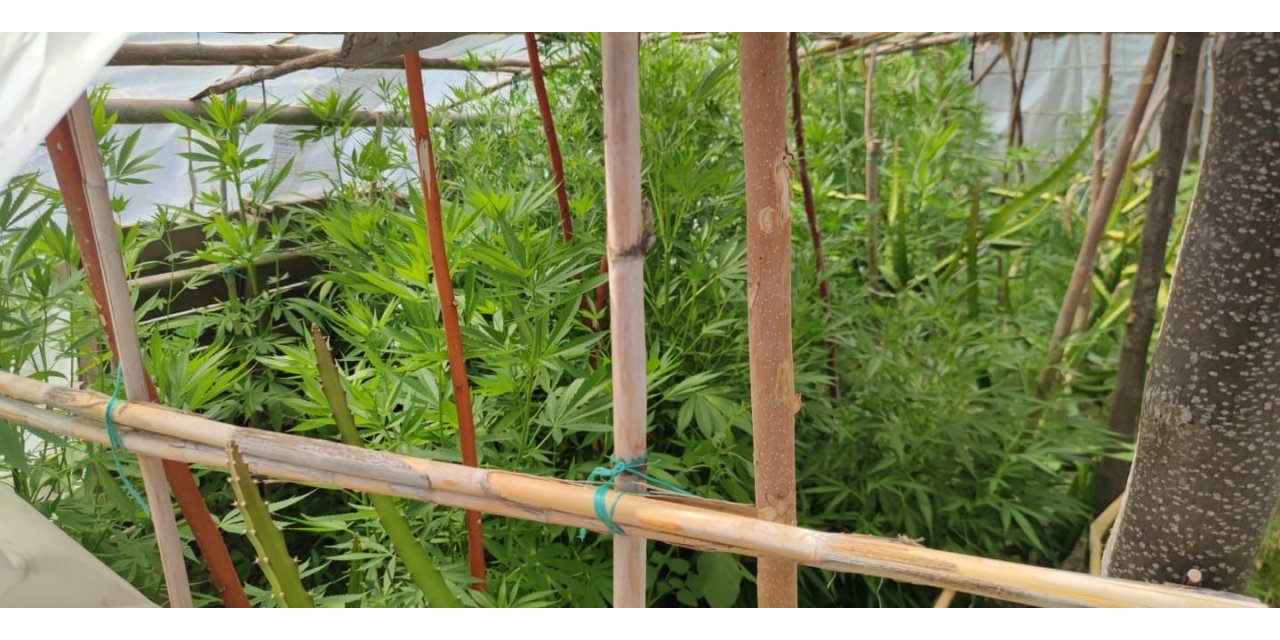 Hatay’da kenevir operasyonu