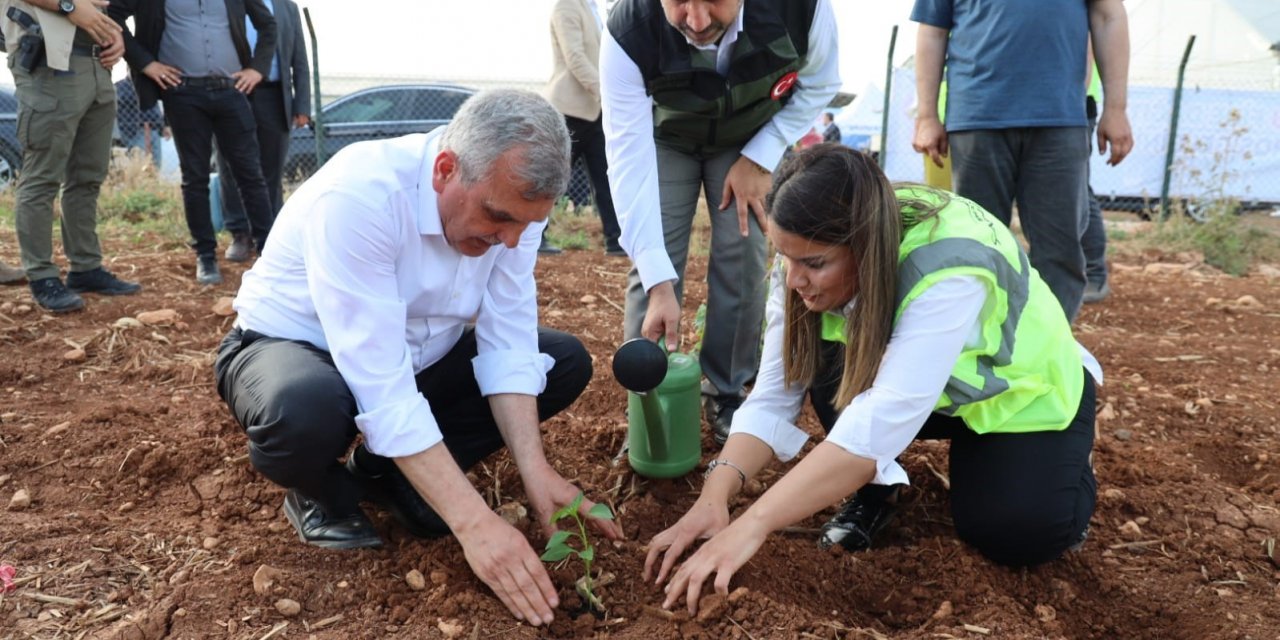 Şanlıurfa’da çiftçilere isot fidesi dağıtıldı