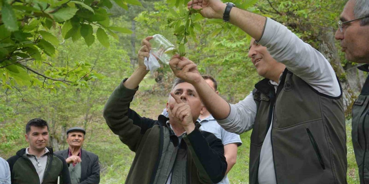 Laboratuvarda yetiştirilen yırtıcı böcekler kestane ormanlarına salındı