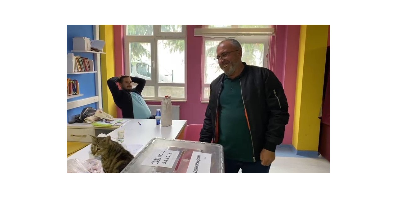 Oy sandığının başında davetsiz kedi