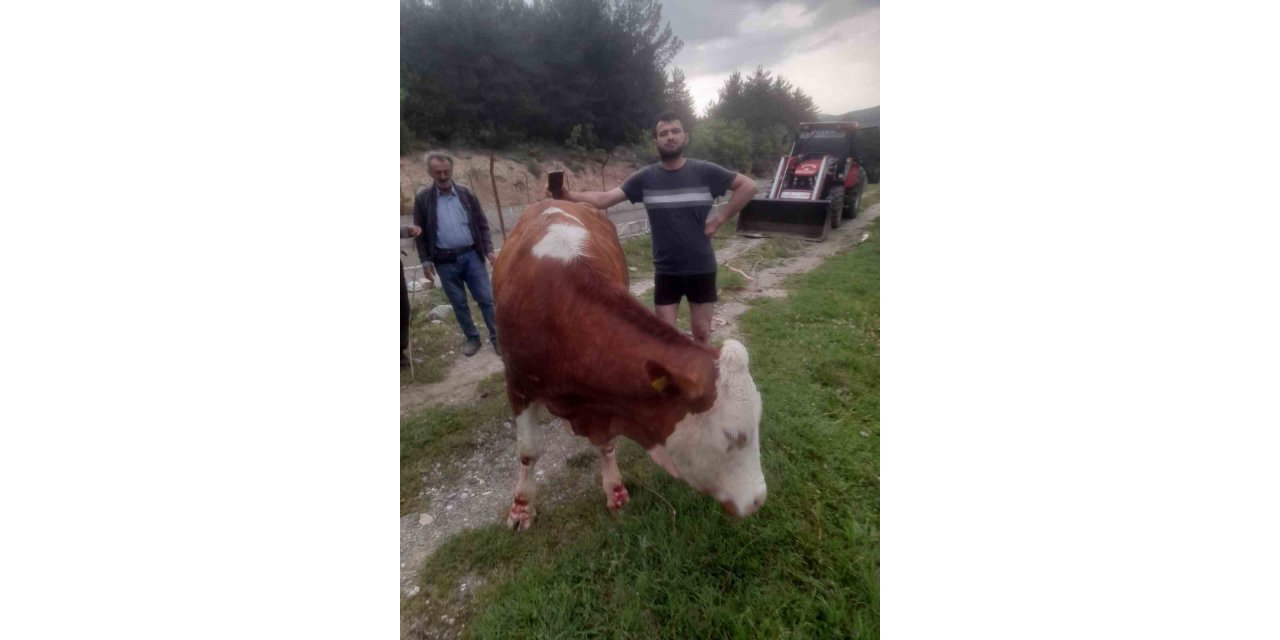 Kanala düşen inek, köylülerin çabasıyla kurtarıldı