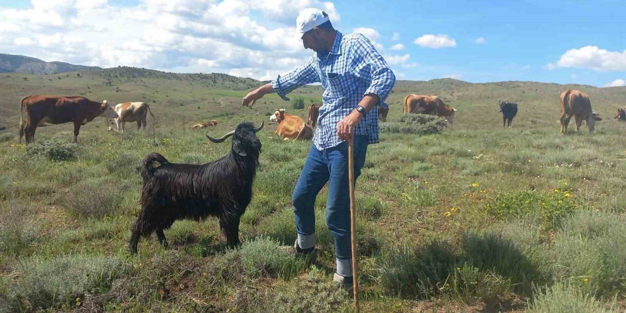 Sahibinin komutunu dinleyen keçi, sahibinden biran olsun ayrılmıyor