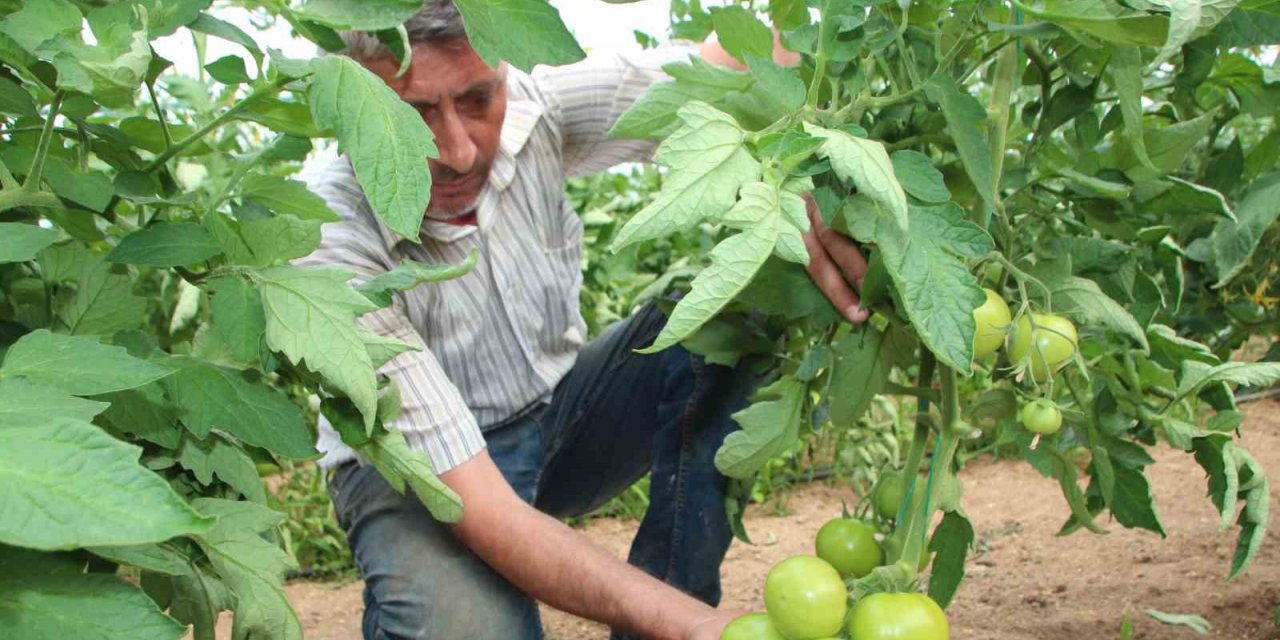 Türkiye’nin domates ihtiyacının yüzde 30’u bu bölgeden sağlanacak