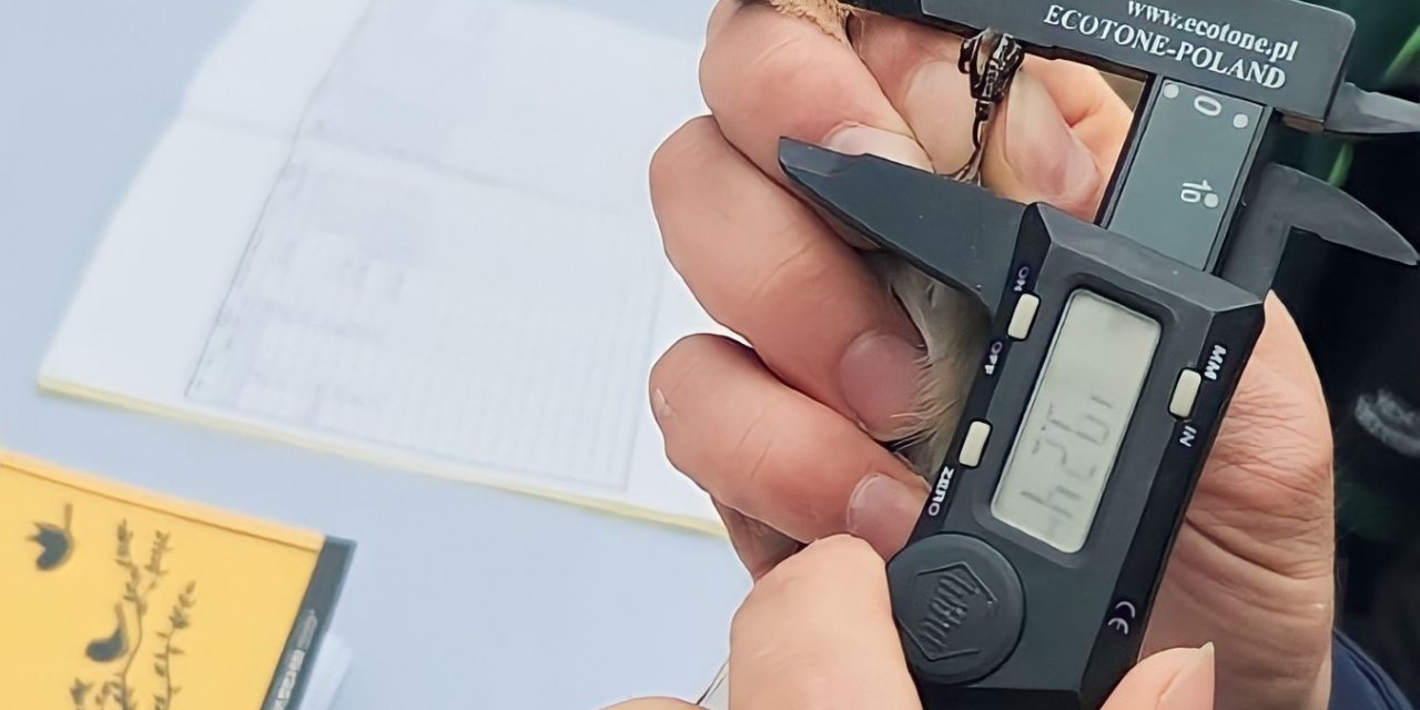 Kuşların türlerini ve rotalarını belirleyecek çalışma: Halkalama istasyonu