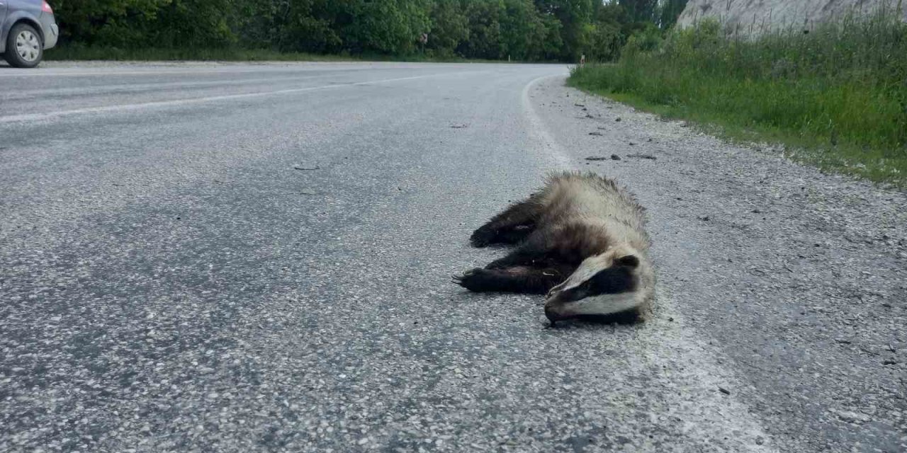 Nesli tükenen porsuk ölü bulundu