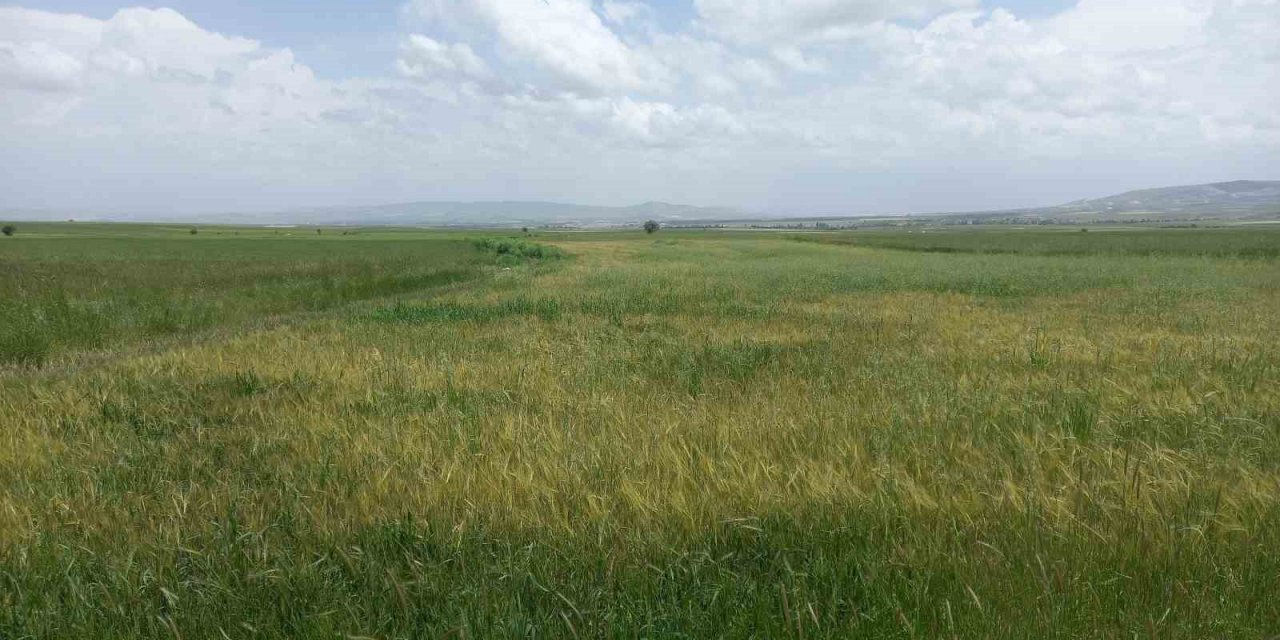 Günyüzü ilçesinde pas hastalığı sıkıntısı