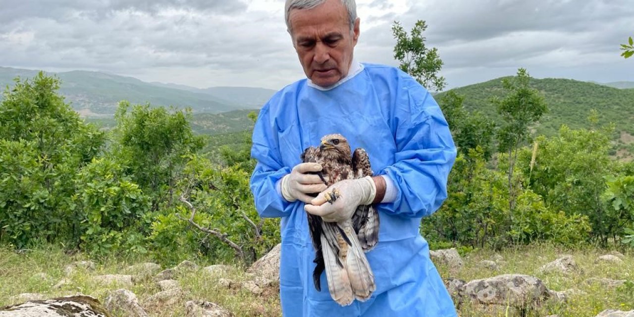 Kemik nakliyle sağlığına kavuşan şahin, tedavisinin ardından doğaya salındı