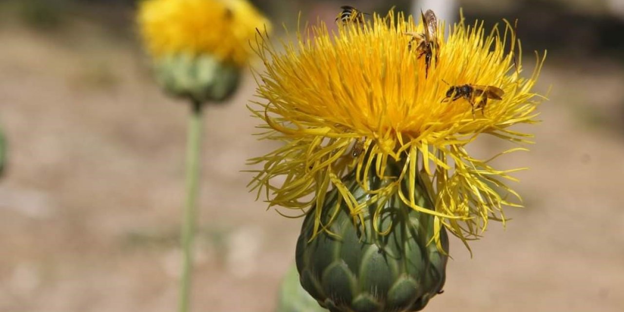 Bu çiçeği koparmanın cezası 244 bin TL