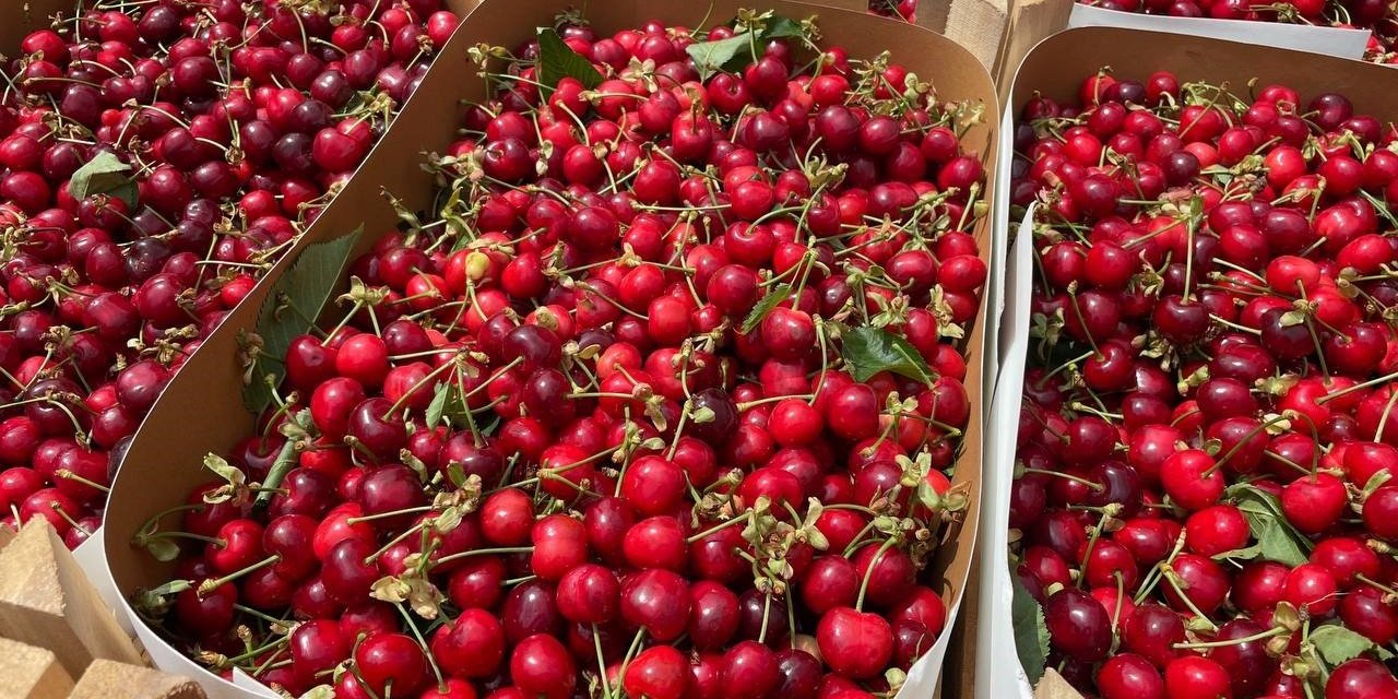 Bursa’nın meşhur erik ve kirazı halde yerini aldı