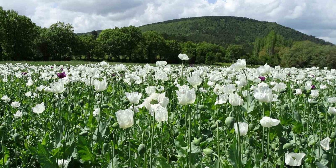 Hisarcık’ta beyaza bürünen haşhaş tarlaları görsel şölen sunuyor