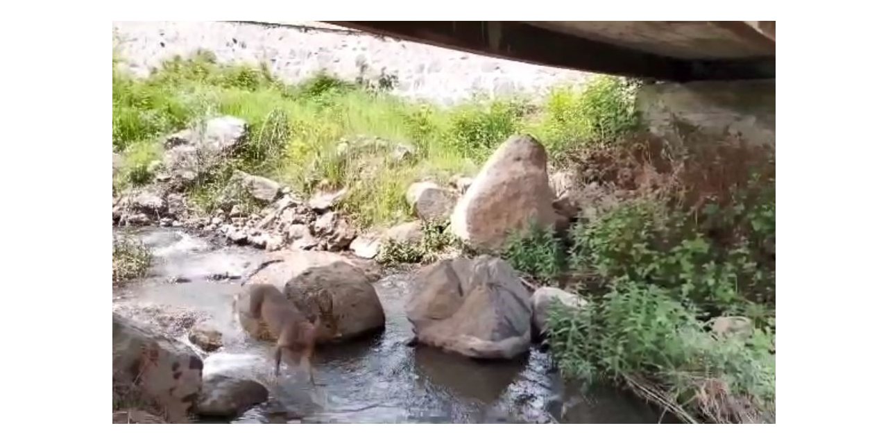 Artvin’de yerleşim yerlerine inen karacalar görüntülendi