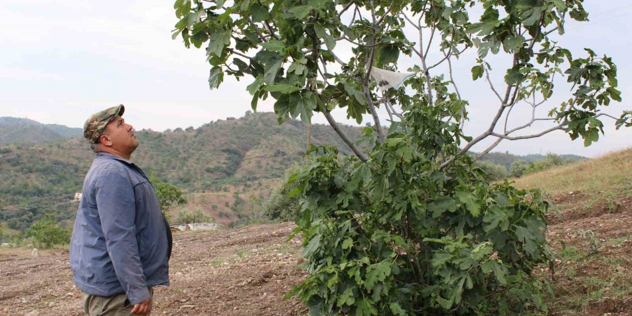 Aydın’ın incir deposu Meşeli, sel ve doluya teslim oldu