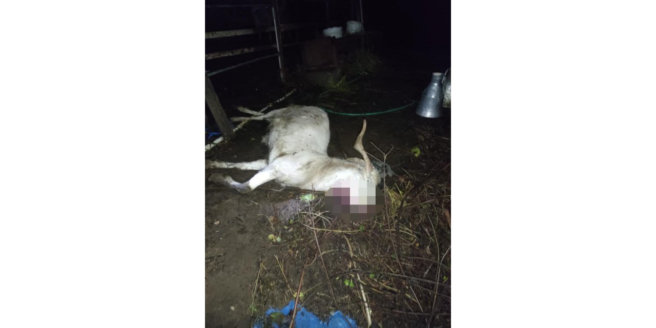 İlçeye inen kurt, küçükbaş hayvanları telef etti