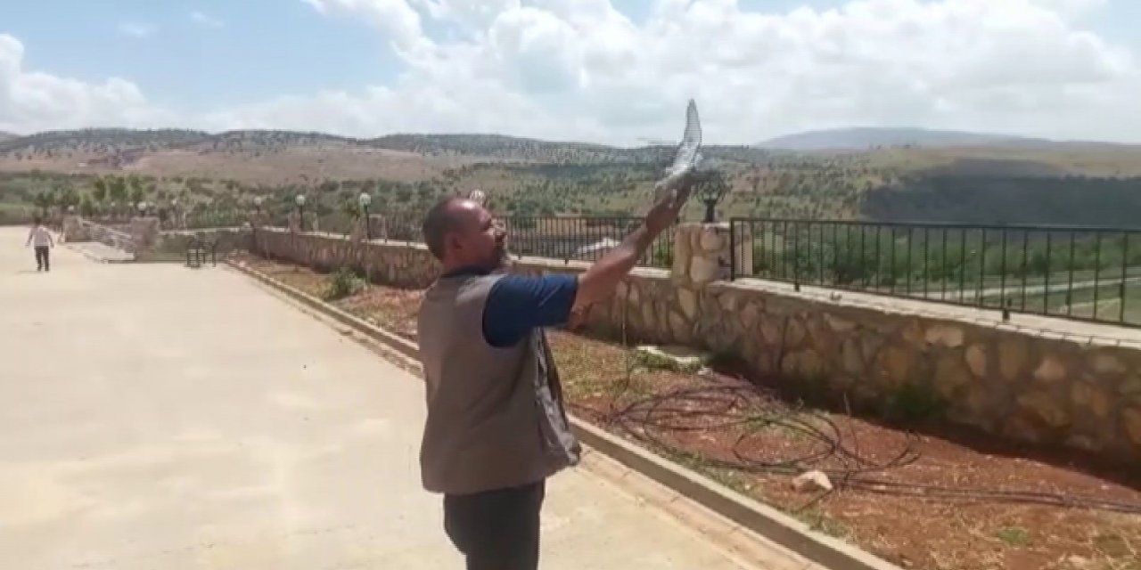 Okulda mahsur kalan güvercin, çalışanlar tarafından kurtarıldı