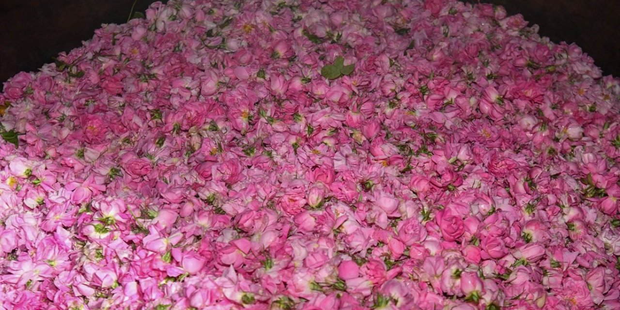 Isparta’da gül çiçeği hasadı başladı