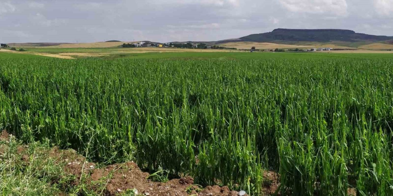 Batman’da dolu yağışı tarım arazilerini vurdu