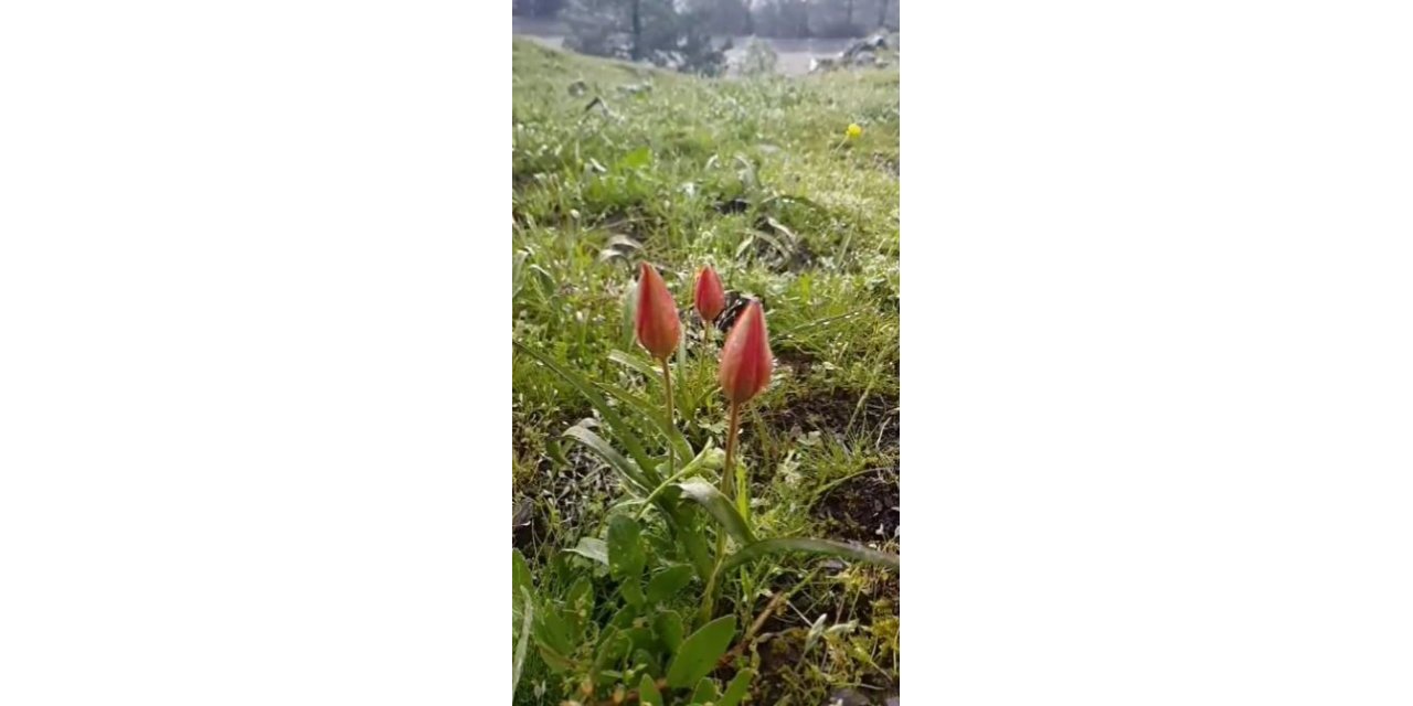 Yılda bir kez açan Manisa lalesi koruma altında