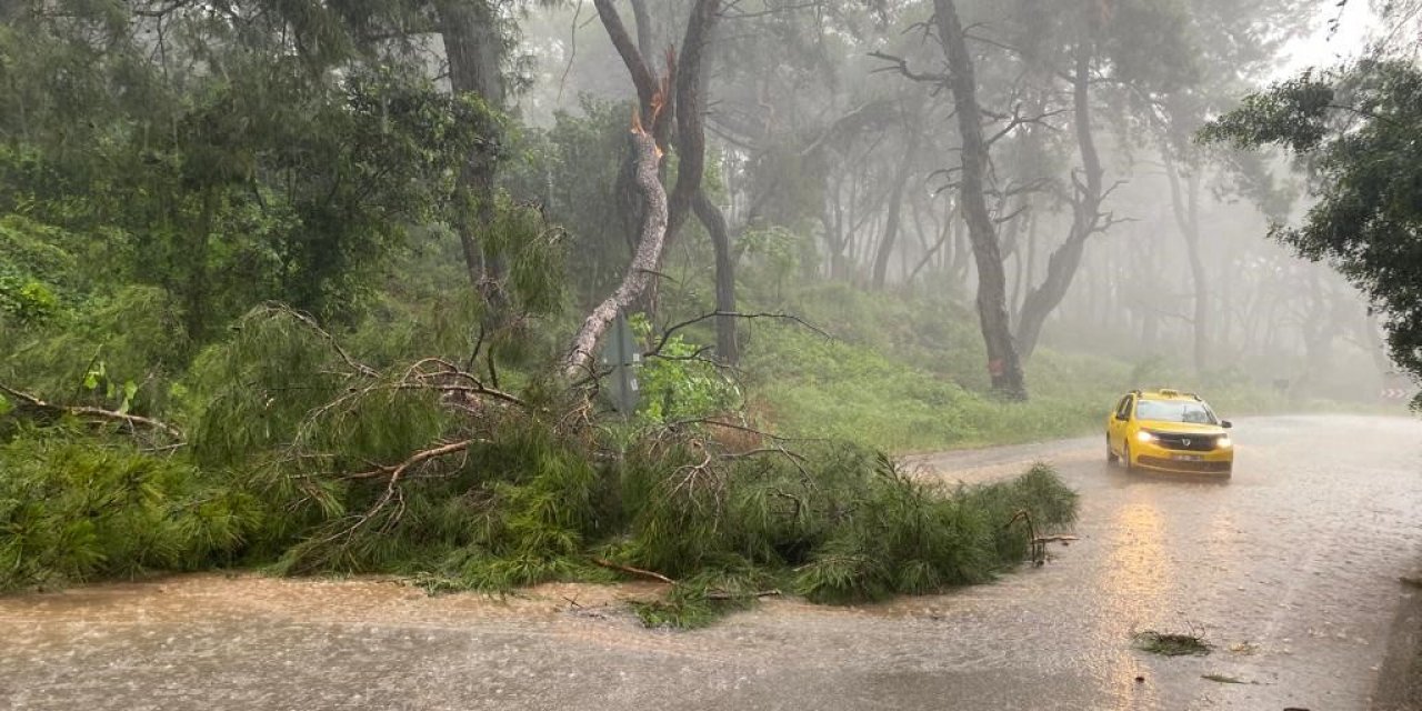 Sağanak yağmur ve fırtına ağaç devirdi