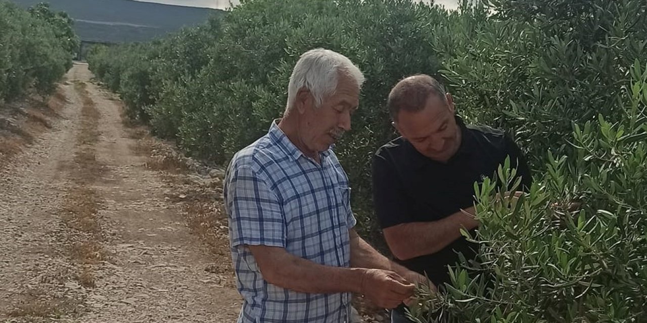 Zeytin bahçelerinde denetimler sürüyor