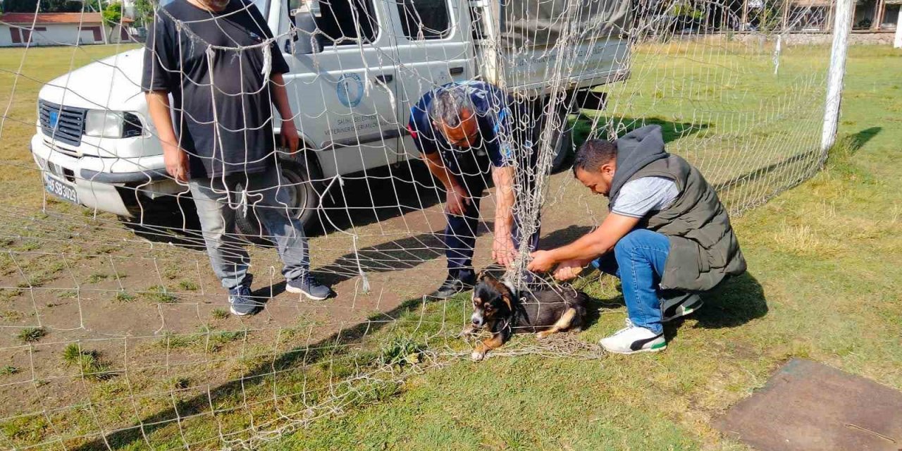 Manisa’da kale filesine dolanıp mahsur kalan köpek kurtarıldı