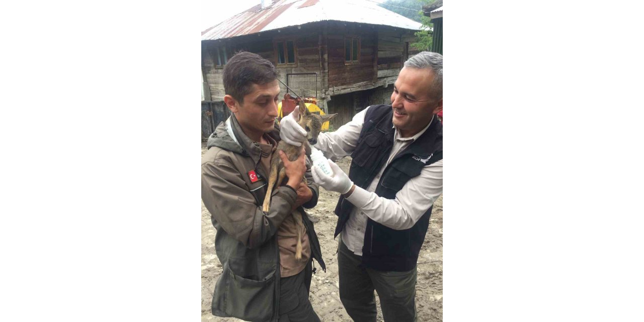 Yavru karaca koruma altına alındı