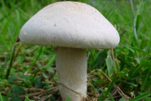 Mantar hakkında doğru bilinen yanlışlar