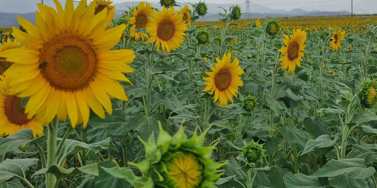 Sulama projesi ve yağışlar ayçiçeği üreticisinin yüzünü güldürdü