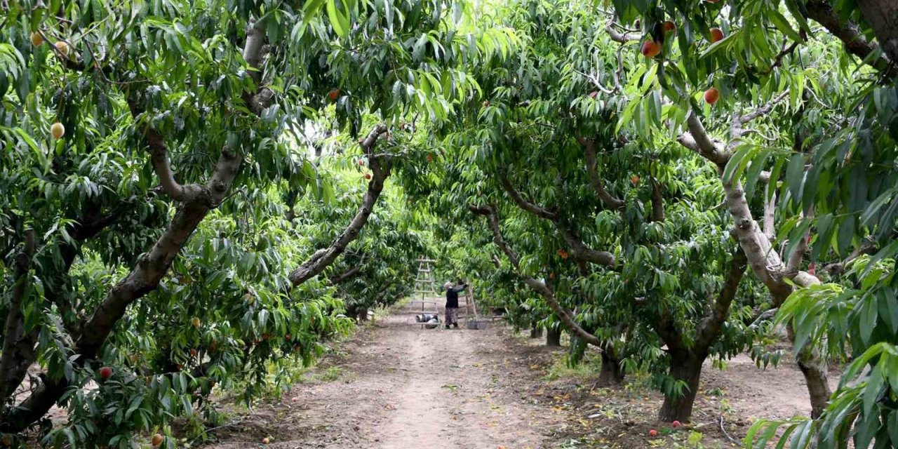 Kuşadası’nda ‘Rich May’ cinsi şeftalinin hasadına başlandı