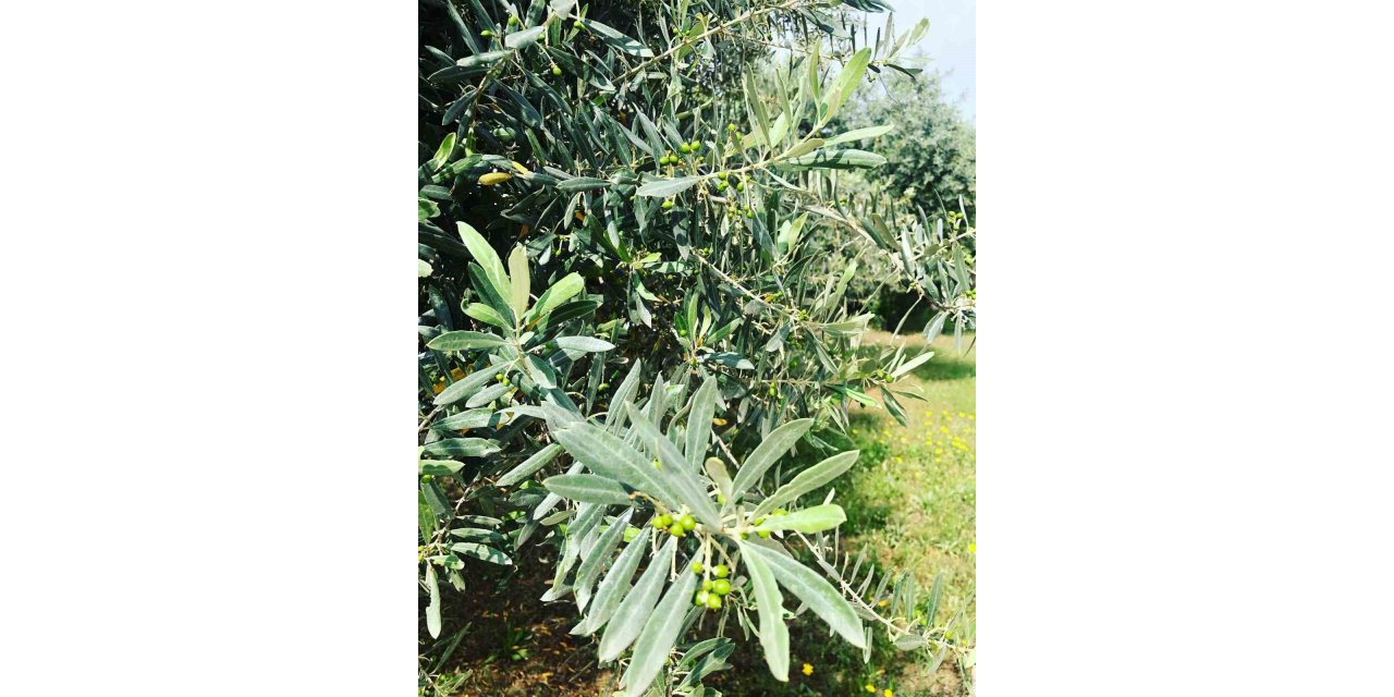 Zeytin güvesine karşı mücadele uyarısı