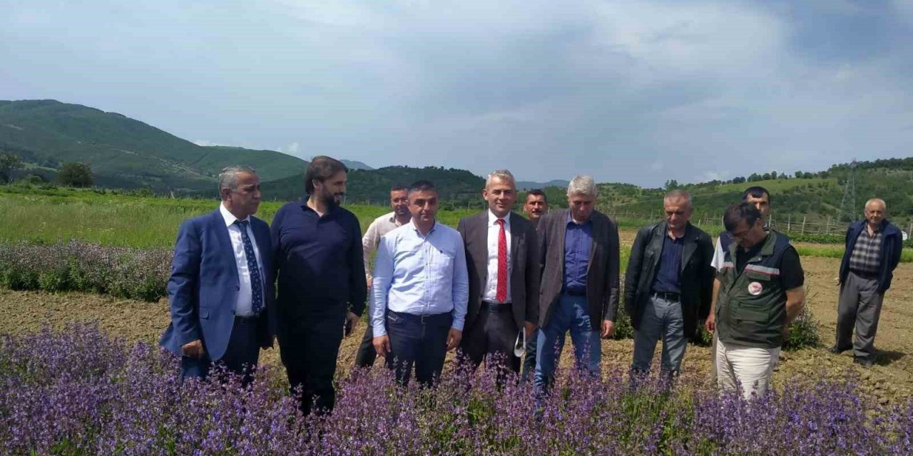Samsun ‘tıbbı aromatik bitki’ üretiminde merkez oluyor