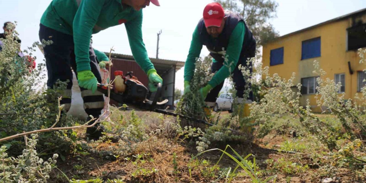 Efeler’de kekik hasadı başladı