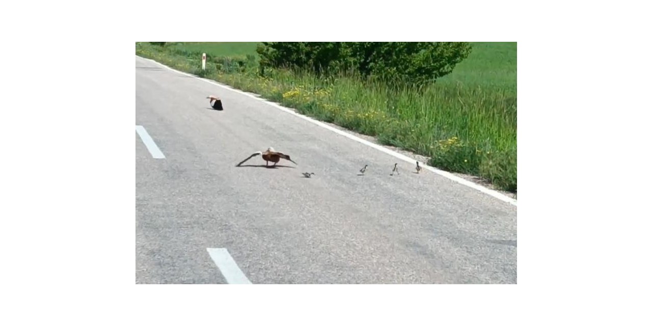 Avlanması yasak angut ördeği yavrularını korumak için sakat taklidi yaptı