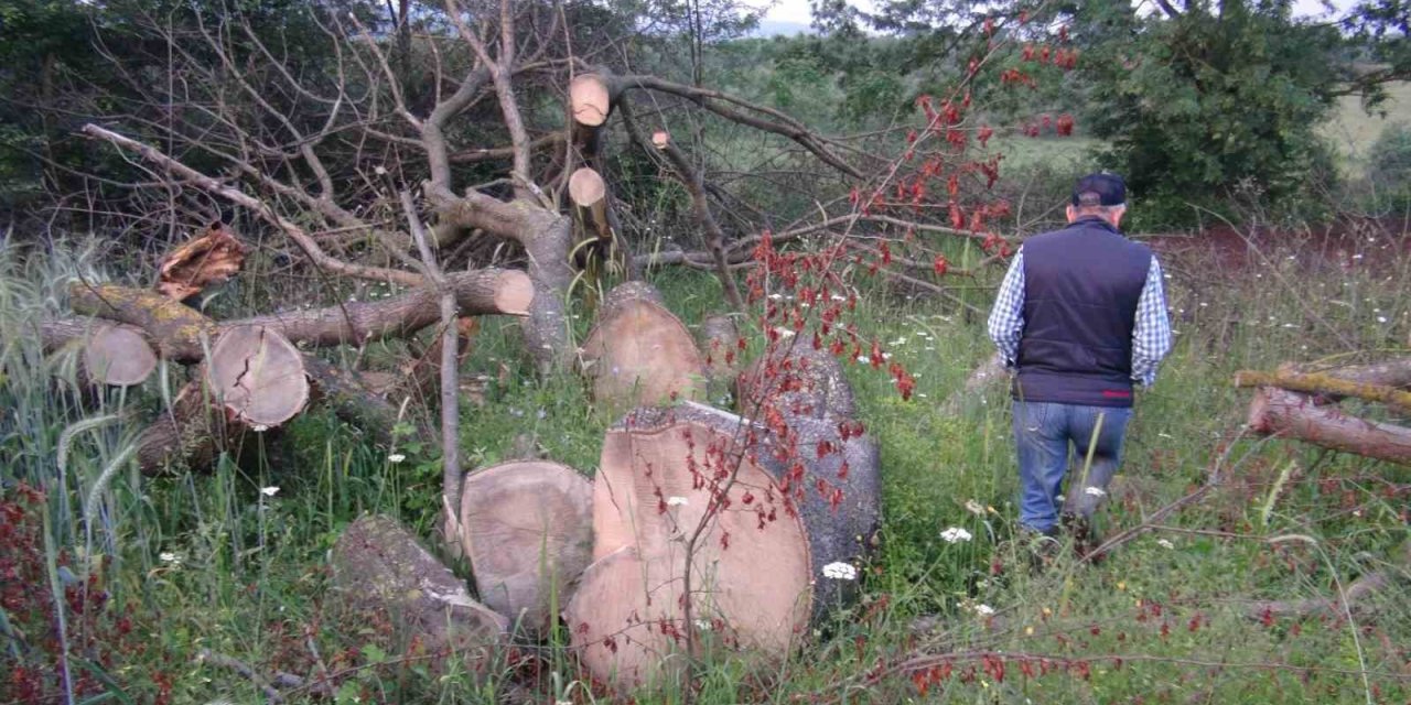 İlginç hırsızlık: 150 yıllık çınar ağaçlarını çaldılar